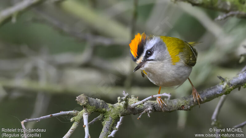 Common Firecrest