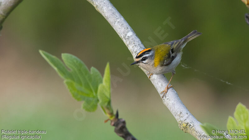 Common Firecrest male adult breeding