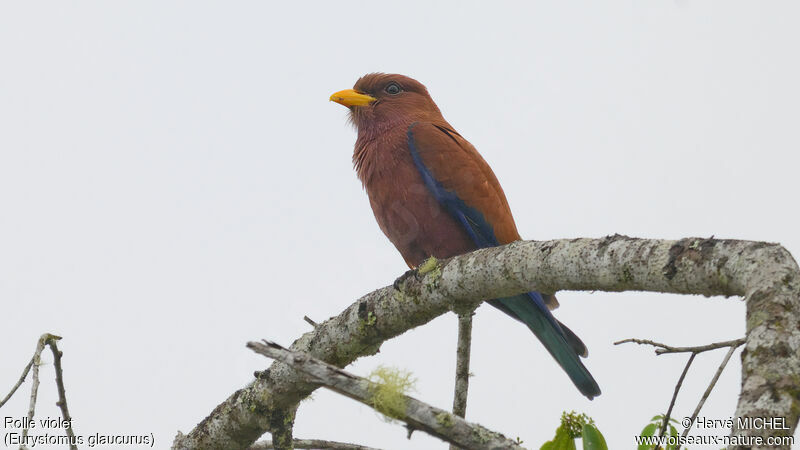 Broad-billed Roller