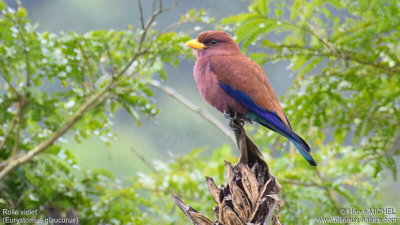 Broad-billed Rolleradult