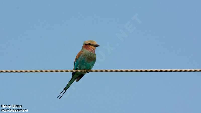 Lilac-breasted Rollersubadult, identification