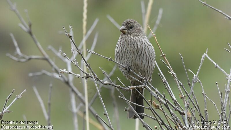 Red-mantled Rosefinch female adult breeding