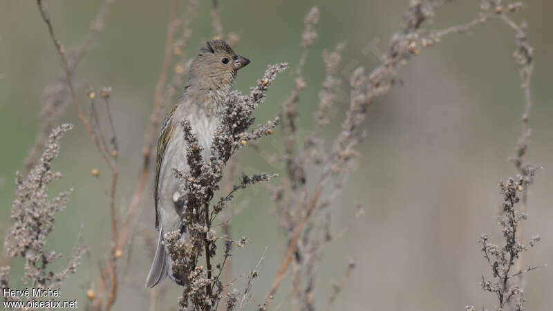 Common Rosefinch female adult, pigmentation, eats