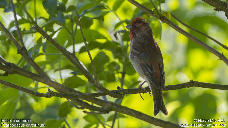 Common Rosefinch male adult breeding