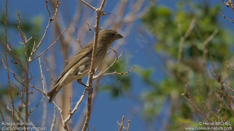 Common Rosefinch female adult