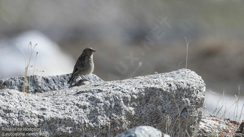 Plain Mountain Finchadult