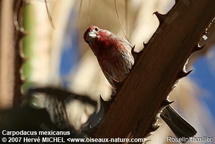 House Finch male adult breeding