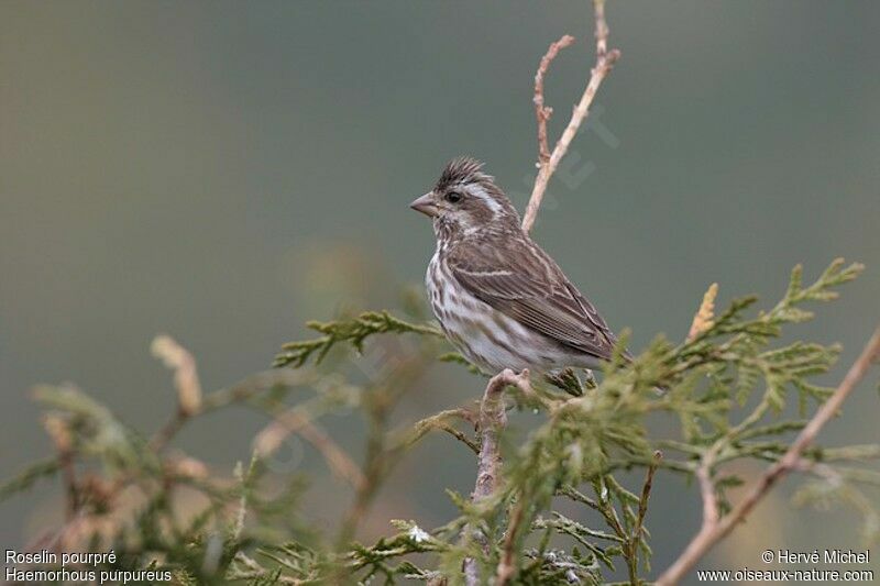 Purple Finch female adult breeding