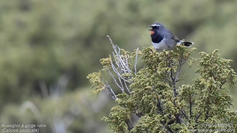 Himalayan Rubythroat