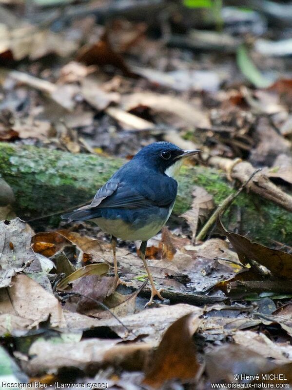 Siberian Blue Robin male adult