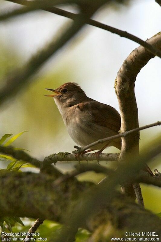 Common Nightingale male adult, identification