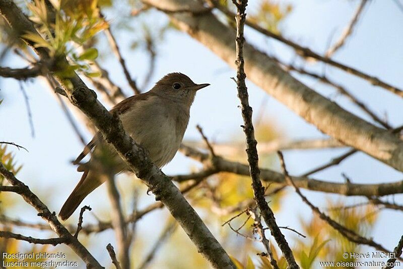 Common Nightingaleadult, identification