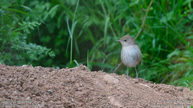 Common Nightingaleadult