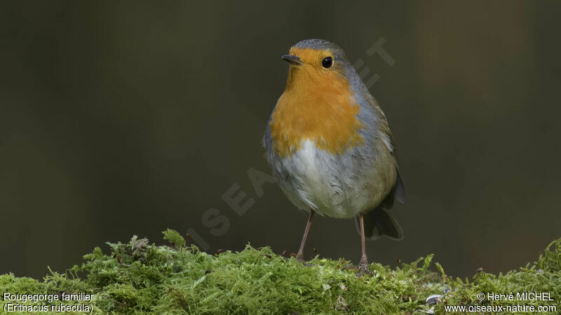 European Robin