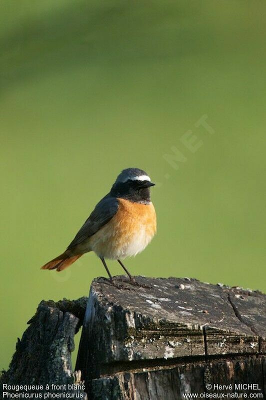 Common Redstart male adult breeding