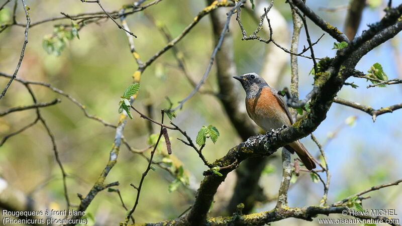 Common Redstart male adult post breeding