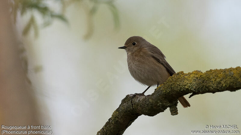 Common Redstart female adult