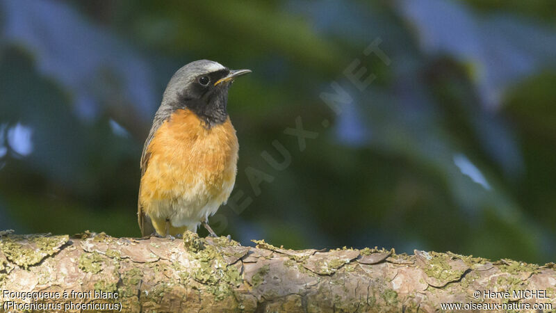 Common Redstart male adult breeding