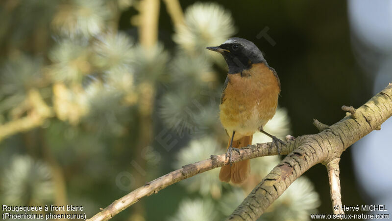 Common Redstart male adult breeding