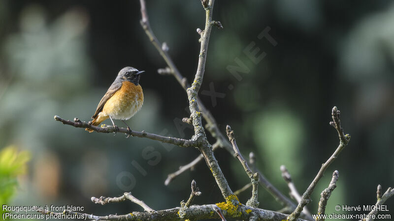 Common Redstart male adult breeding