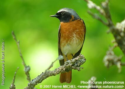 Common Redstart male adult breeding