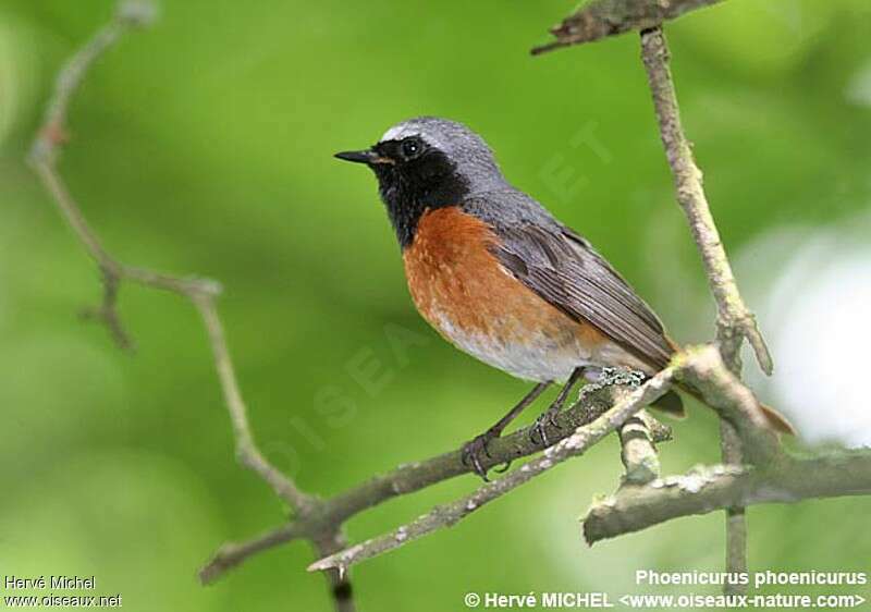 Common Redstart male adult breeding, identification