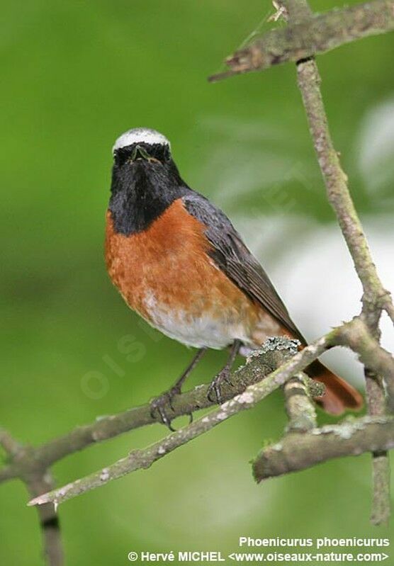 Common Redstart male adult breeding