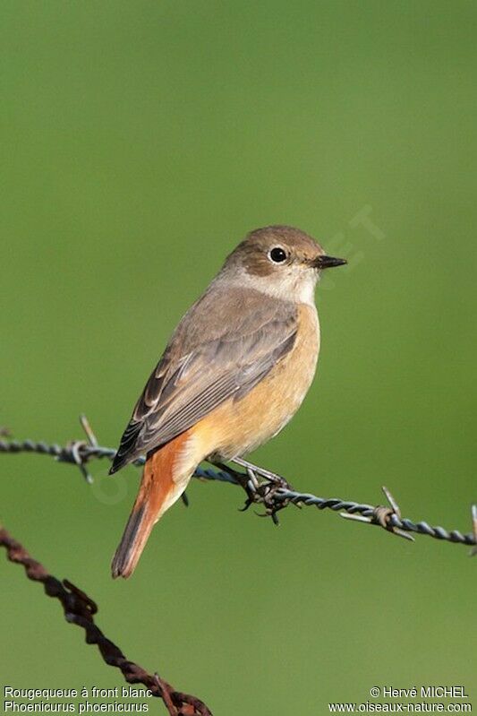 Common Redstart female, identification