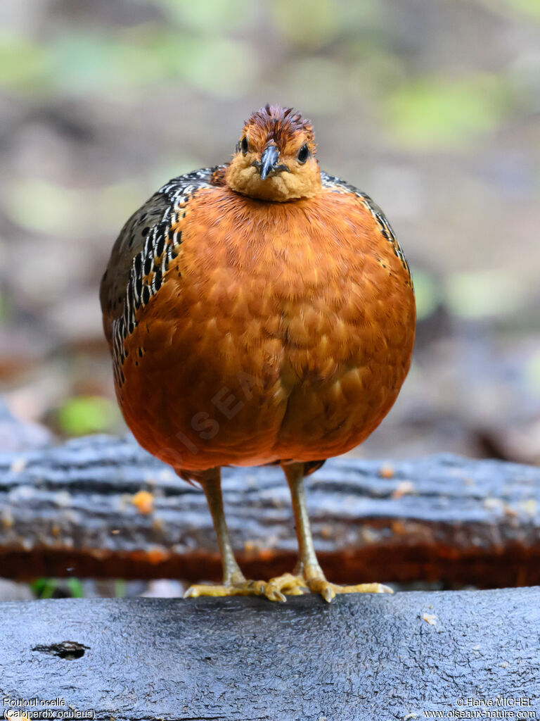 Rouloul ocellé