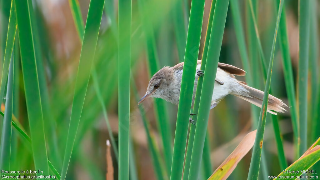 Rousserolle à bec fin