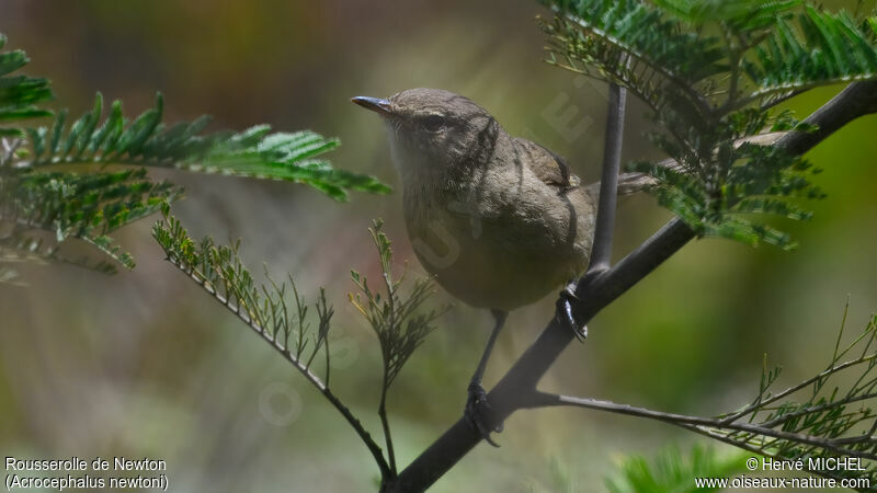 Madagascar Swamp Warbler