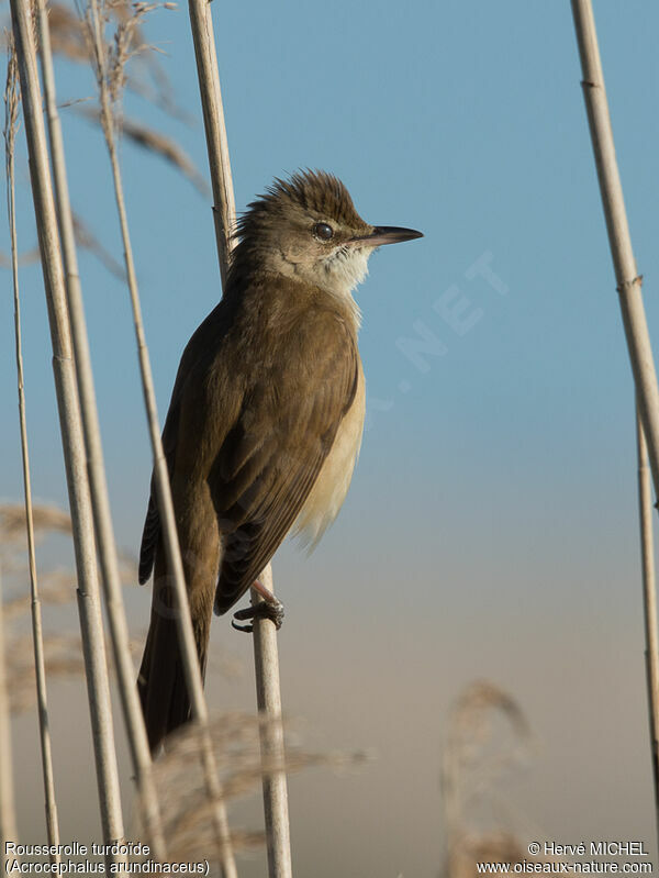 Great Reed Warbler male adult