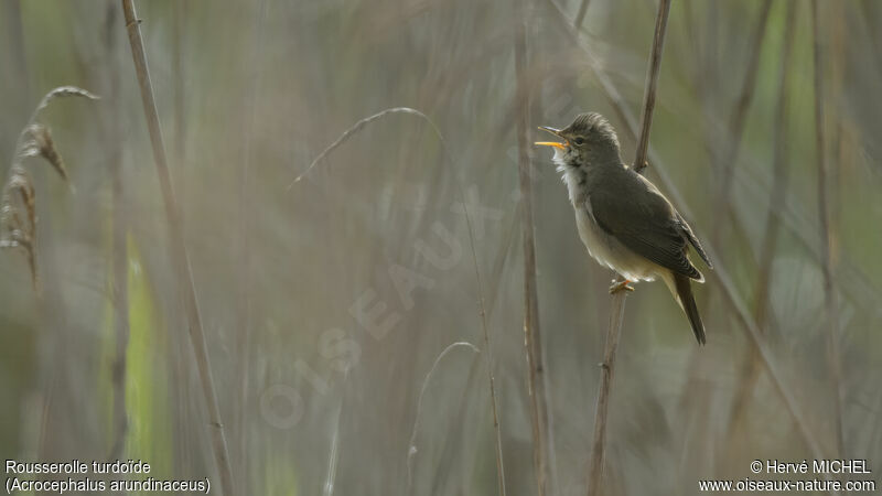 Great Reed Warbler