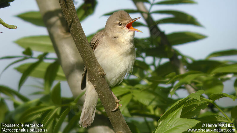 Marsh Warbler