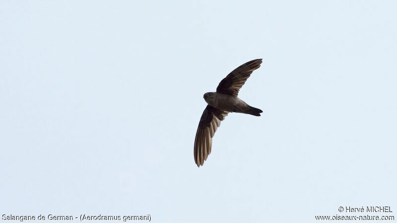 Edible-nest Swiftlet (germani)adult