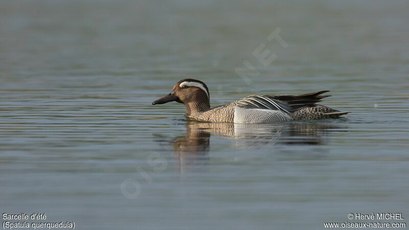 Garganey male adult breeding