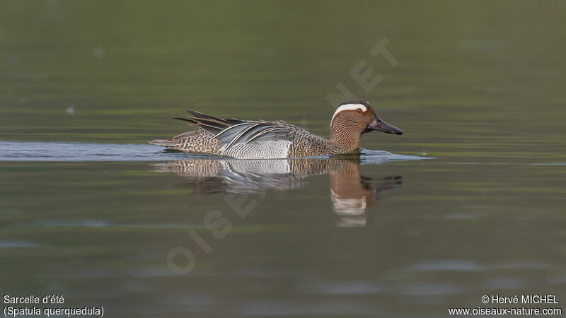 Garganey male adult breeding