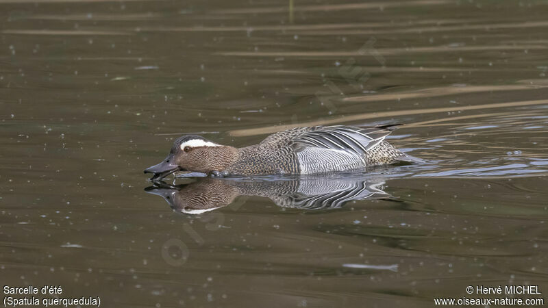 Garganey male adult breeding