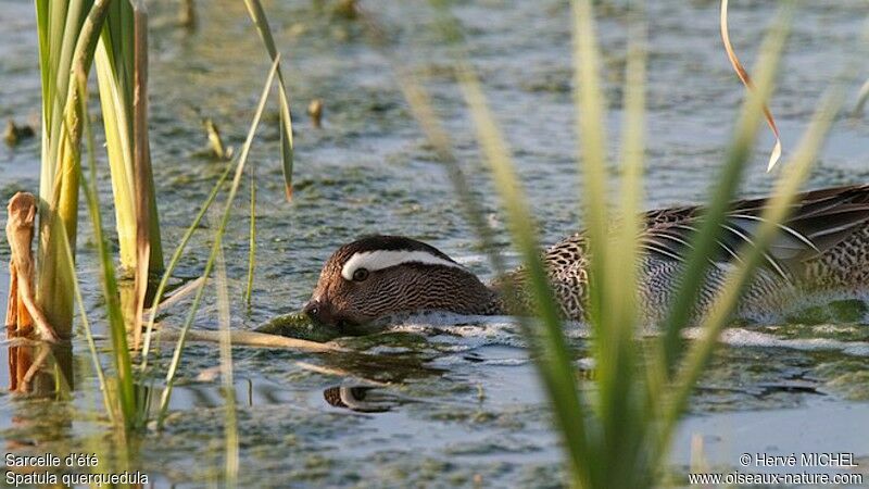 Garganey male adult breeding, feeding habits, Behaviour