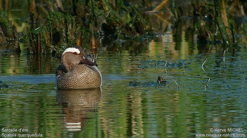 Garganey male adult breeding, identification