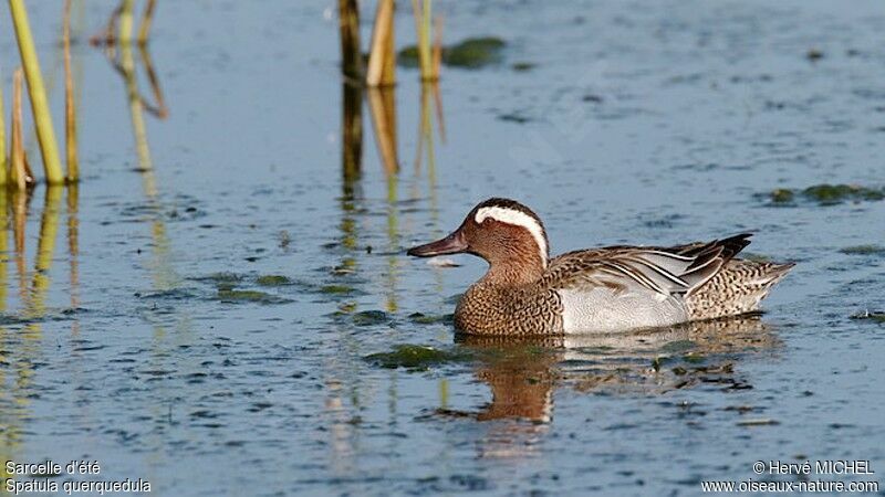 Garganey male adult breeding, identification