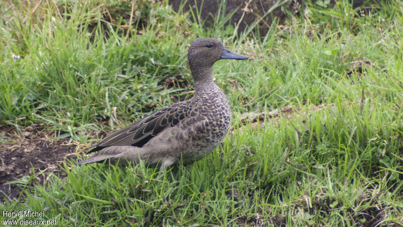 Sarcelle des Andesadulte, identification