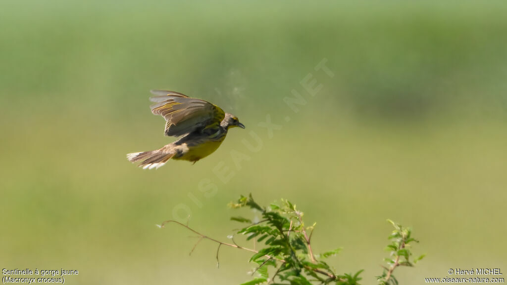 Sentinelle à gorge jaune