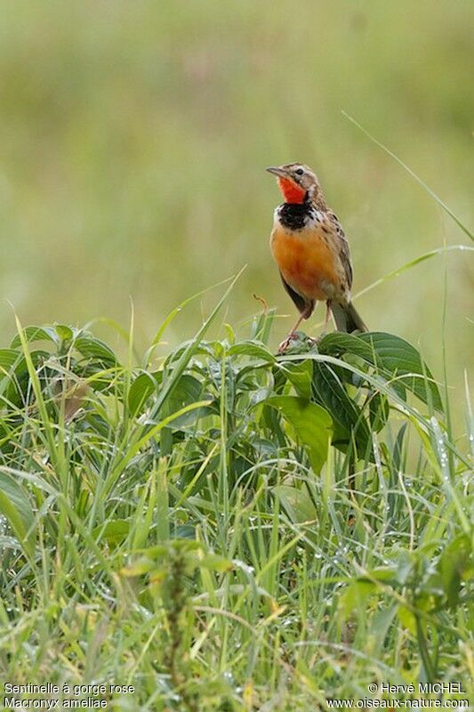 Rosy-throated Longclaw male adult breeding