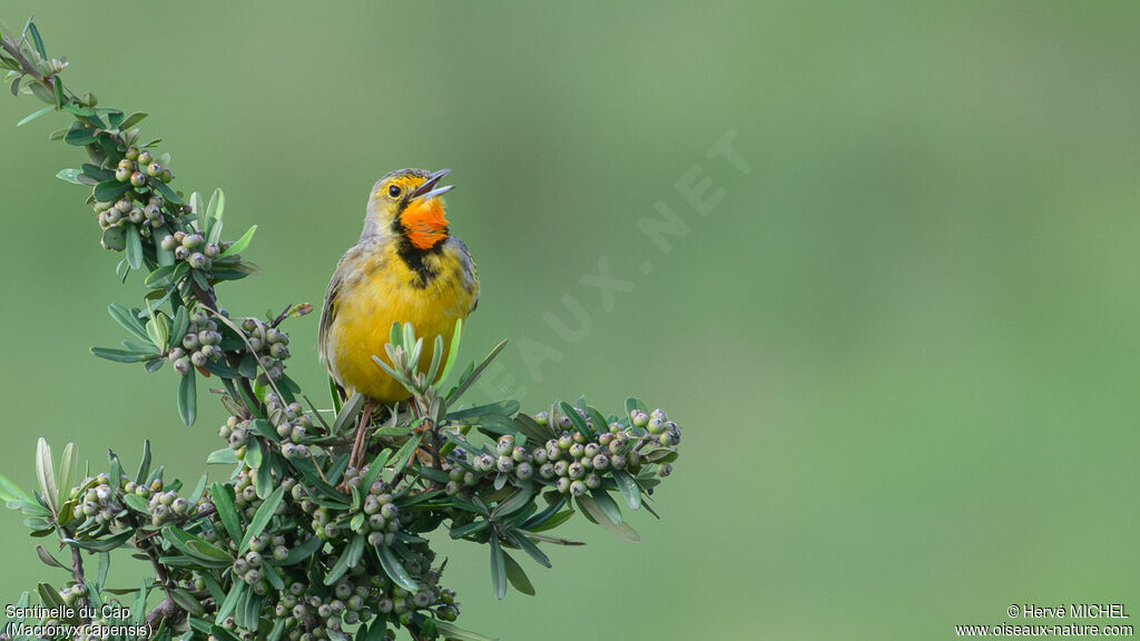 Sentinelle du Cap mâle adulte nuptial