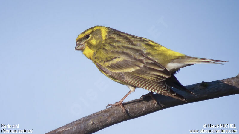 European Serin