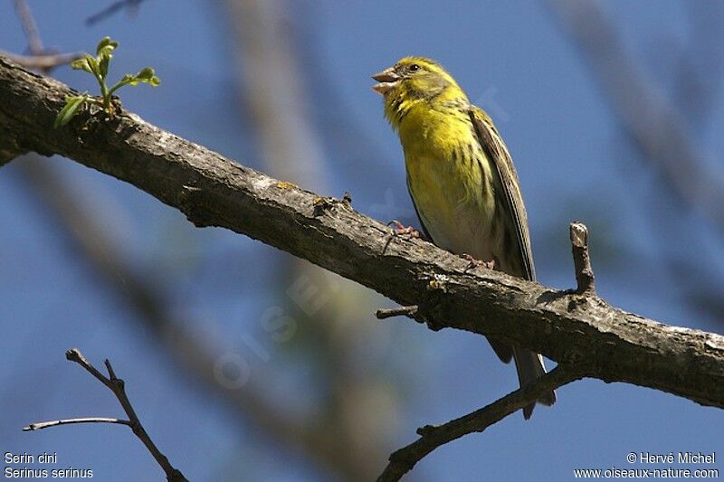 European Serin male adult breeding