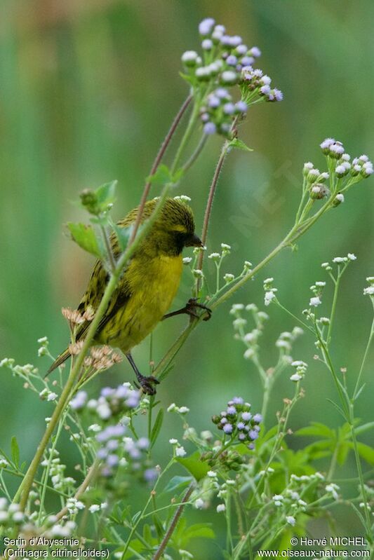 Serin d'Abyssinie mâle