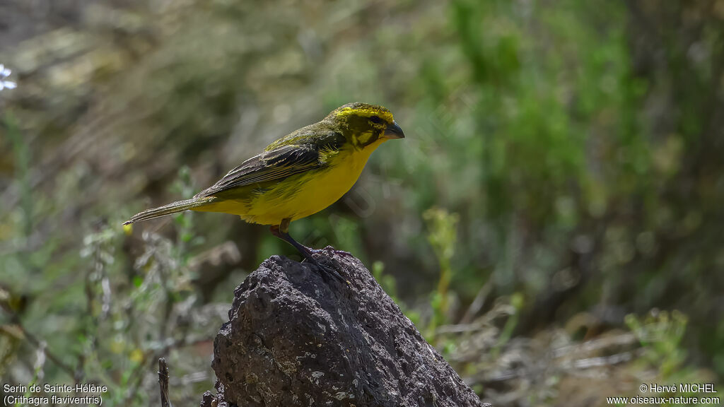 Serin de Sainte-Hélène mâle adulte nuptial
