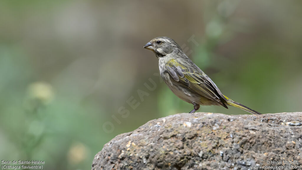Serin de Sainte-Hélène femelle adulte nuptial